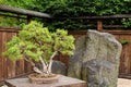 Bonsai pine/juniperus tree near huge stone outside in japanese garden in Poland