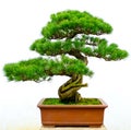 Bonsai pine tree