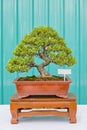 Bonsai pine tree against a green wall Royalty Free Stock Photo