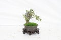 a Bonsai pine tree against a white wall Royalty Free Stock Photo