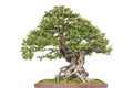 Bonsai pine tree Royalty Free Stock Photo