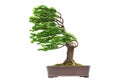 Bonsai pine tree