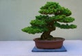 Bonsai pine tree against a white wall. Royalty Free Stock Photo