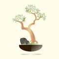 Bonsai. Pine tree in a black pot on a light pink background. Green needles, brown branches, gray stones, green grass Royalty Free Stock Photo