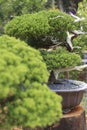 A Bonsai pine tree in a ceramic pot Royalty Free Stock Photo