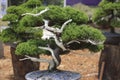 A Bonsai pine tree in a ceramic pot Royalty Free Stock Photo
