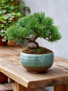 Bonsai pine tree in a ceramic pot on a wooden table. Royalty Free Stock Photo