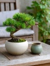 Bonsai pine tree in a ceramic pot on a wooden table. Royalty Free Stock Photo
