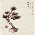 Bonsai pine tree hand drawn with ink