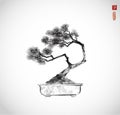 Bonsai pine tree hand drawn with ink on white background. Traditional oriental ink painting sumi-e, u-sin, go-hua