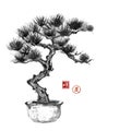 Bonsai pine tree hand hand-drawn with ink Royalty Free Stock Photo