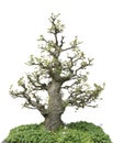 Miniature bonsai pine tree decoration Royalty Free Stock Photo