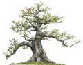 Miniature bonsai pine tree decoration Royalty Free Stock Photo