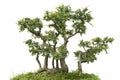 Miniature bonsai pine tree decoration Royalty Free Stock Photo