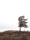 Bonsai pine tree on the lake shore in winter