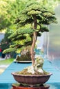 Bonsai pine tree in a pot in sunlight Royalty Free Stock Photo