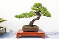 Bonsai pine tree potted landscape