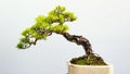 Bonsai pine tree potted landscape Royalty Free Stock Photo