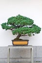 Bonsai pine tree Royalty Free Stock Photo