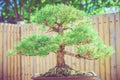 Bonsai Pine Tree Royalty Free Stock Photo