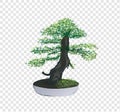 Bonsai Pinus Pine tree vector on transparency background, tiny little tree with green leaves in the cement pot, ornamental decorat