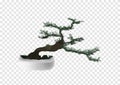 Bonsai Pinus Pine tree vector on transparency background, tiny little tree with green leaves and dark brown bend trunk in the marb