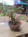 bonsai plant from the cerry tree,