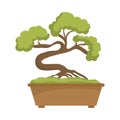 Bonsai plant icon. Japan culture. Vector graphic