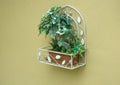 Bonsai plant in metal basket