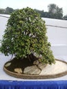 Bonsai plant in a pot