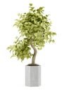 Bonsai plant in pot isolated on white