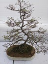 Bonsai plant in a pot