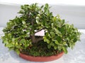 Bonsai plant in a pot