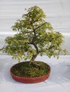 Bonsai plant in a pot