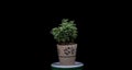 Bonsai plant shoot black backdrop