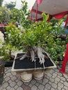 Bonsai is a plant or tree that is dwarfed in a shallow pot with the aim of creating a miniature of the original shape Royalty Free Stock Photo