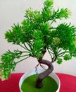 Bonsai is a plant or tree that is dwarfed in a shallow pot with the aim of making a miniature of the original form of a large. Royalty Free Stock Photo