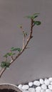 MoBonsai plants photographed in the morning with leaves photographed up close in bright green color taken from the front with