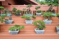Bonsai plants in pot Royalty Free Stock Photo