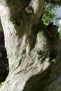 Bonsai-Podocarpus macrophyllus 3