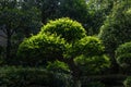 Bonsai-Podocarpus macrophyllus Royalty Free Stock Photo