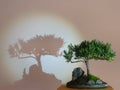 Bonsai, Podocarpus macrophyllus