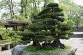 Bonsai-Podocarpus macrophyllus 2