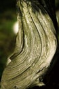 Bonsai-Podocarpus macrophyllus