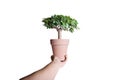 Bonsai in pot Royalty Free Stock Photo