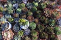 Bonsai pots selling in market