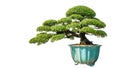 Bonsai potted landscape miniascape dishgarden Chinese littleleaf box