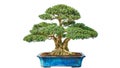 Bonsai potted landscape miniascape dishgarden Chinese littleleaf box