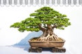 Bonsai potted landscape miniascape  dishgarden Ficus microcarpa Royalty Free Stock Photo