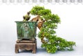 Bonsai potted landscape miniascape dishgarden Murraya